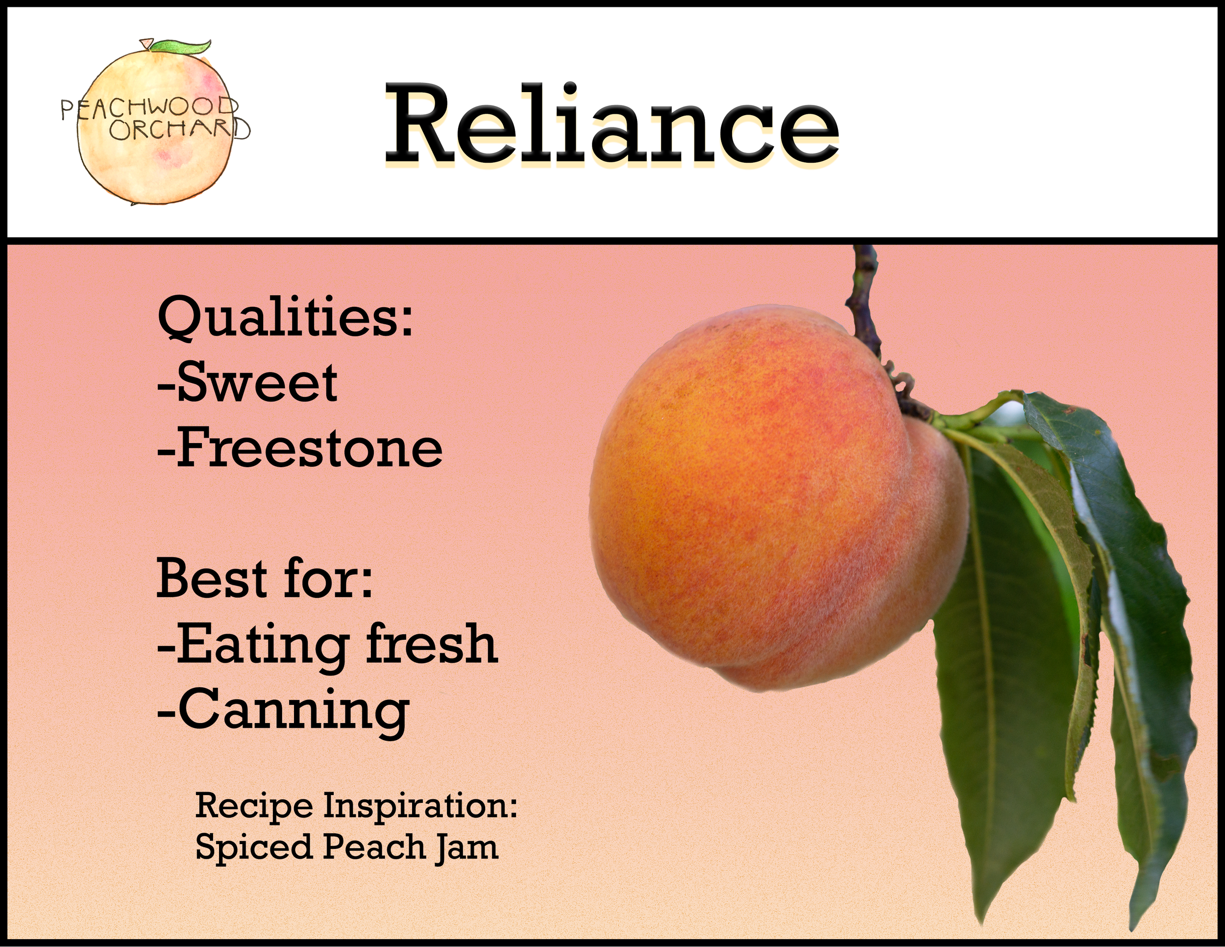 Our Peaches — Peachwood Orchard